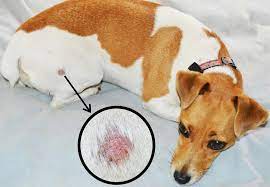 9 Common Skin Problems In Dogs How To Prevent And Treat Them Dog Skin Problem Dog Skin Problems Pictures Dog Ringworm