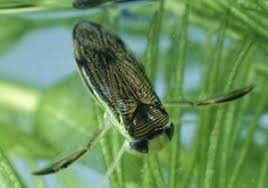 Schwimmende Insekten Im Pool Entfernen Anleitung Tipps Vorkehrungen