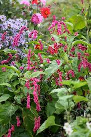 Image result for Vismia orientalis