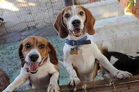 Beagles Rescued From An Animal Laboratory Beagle Rescue Beagle Beagle Buddies