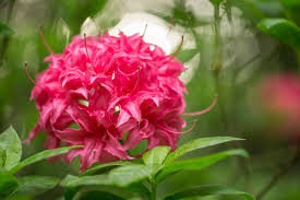 Your washington tree stock images are ready. The Rhododendron The Washington State Flower Floraqueen