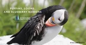 Puffins, Loons, and Blueberry Barrens