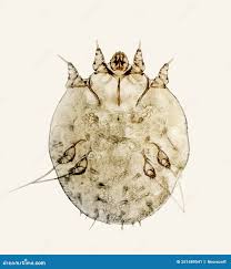 Image result for Sarcoptes scabiei