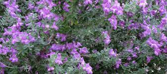 Elke dag worden duizenden nieuwe afbeeldingen van hoge kwaliteit toegevoegd. Texas Landscaping Plants Landscape Designer Picks Abc Blog