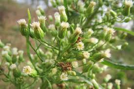 Image result for Conyza limosa