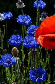 Google Fleurs Sauvages Peinture Fleurs Fleurs