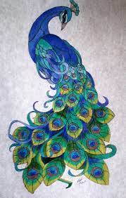Pin On Peacock Drawing
