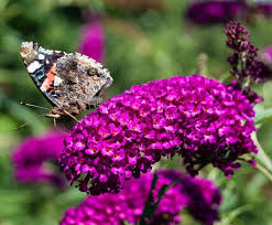 Image result for Komule střídavolisté