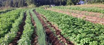 However, home gardeners should rotate their vegetable crops as best they can. Crop Rotation A Vital Component Of Organic Farming The Permaculture Research Institute