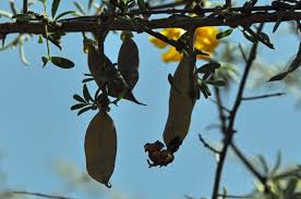 Image result for Rhigozum brevispinosum