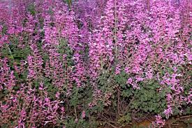Image result for Syncolostemon elliottii