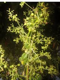 Image result for Rubia cordifolia
