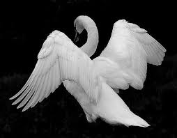 Black And White Swan Pin By Rick Portello On Swan Pictures Black And White Pictures Beautiful Birds Swans Art