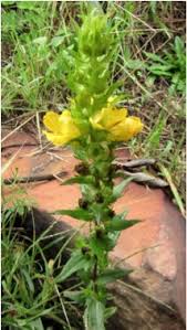 Image result for Alectra sessiliflora