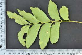 Image result for Atalaya alata