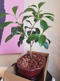The tropical tree is native to southern china, india, australia and new caledonia. First Bonsai Indian Laurel Fig Bonsai