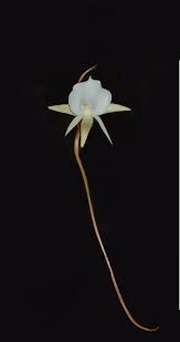 Image result for Angraecum infundibulare