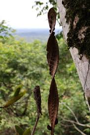 Image result for Bulbophyllum injoloense