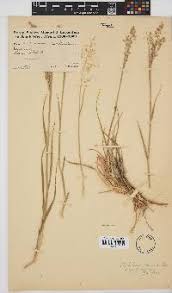 Image result for Tricholaena