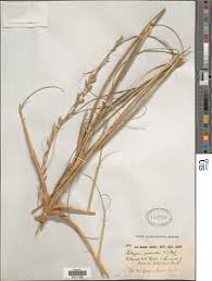 Image result for Halopyrum mucronatum