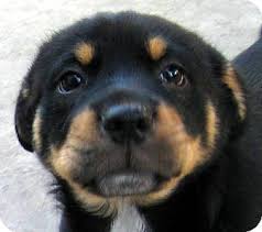 103552509 Jpg 336 298 Rottweiler Labrador Retriever Puppies