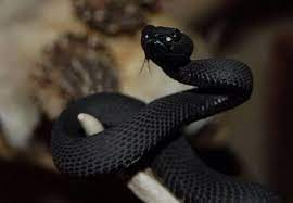 Trimeresurus Purpureomaculatus Mangrove Pit Viper Pet Snake Cute Reptiles Cute Snake