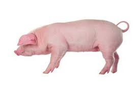 That said, male or female versions of these words for pig can also be used to describe humans and typically mean i would say cerdo for pig, though back in the 'sixties' i heard they used cerdo instead of 'policia' in the u.s. Chancho Spanish To English Translation Spanishdict