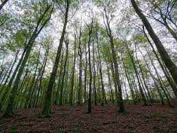 We did not find results for: Hutan Musim Pengertian Karakter Jenis Dan Sebaran