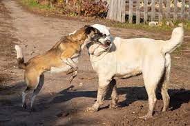 Eğer bir alabay köpeği sahiplenmeyi düşünüyorsanız bu yazımız tam da size göre! 238 Alabay Photos Free Royalty Free Stock Photos From Dreamstime