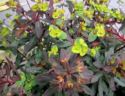 Image result for Euphorbia glanduligera