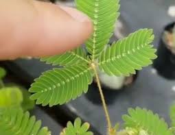Plants Flowers Fun Zombie Plant Touch It And It Plays Dead In 2020 Plants Plant Zombie House Plants