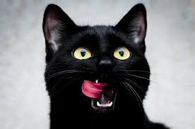 ‪10 fascinating facts about black cats‬‏