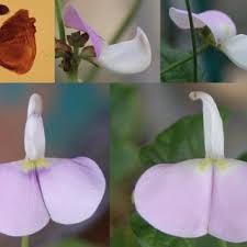 Image result for Vigna kirkii
