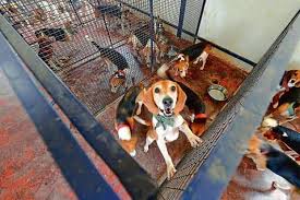 We exclusively raise family beagle puppies. Freeing The Beagles Of Bengaluru