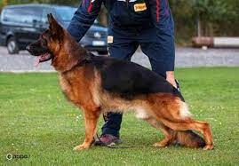 Accepting deposits on litter of deep red and black, red sable pups. German Shepherd Puppies For Sale In Northern California Nadelhaus