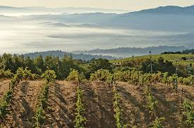 Ridge Monte Bello California First Growth Wines To Drink