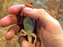 A Guide To Bearded Dragon Mutations And Genetic Traits