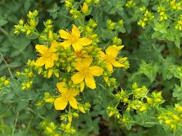 Image result for Hypericum