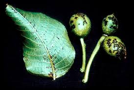 Image result for Walnut blight