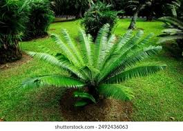 Image result for Zamiaceae