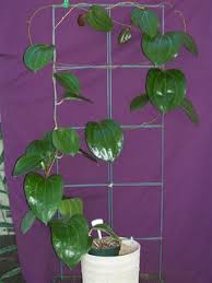 Image result for Polystachya pamelae