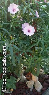 Image result for Ipomoea protea