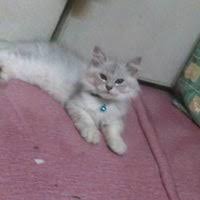 No 6 jalan 2 taman bintang emas, tongkang pechah, 83010 batu pahat, johor, מלזיה. Klinik Veterinar Batu Pahat Pet Service