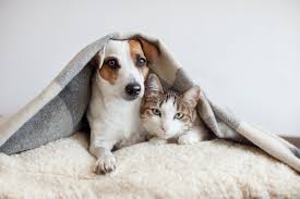 Kedi Ve Kopek Birbirine Nasil Alistirilir Kedi Kopek Ve Diger Evcil Hayvanlar Icin En Iyi Bakiciyi Bul Petsurfer
