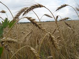 A marlinspike (/ ˈ m ɑːr l ɪ n s p aɪ k /; Hlebnyj Kolosok National Geographic Rossiya Krasota Mira V Kazhdom Kadre