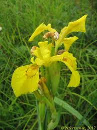 Image result for Zygotritonia