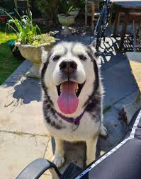 Make your unique style stick by creating custom stickers for every occasion! Siberian Husky Dogs For Adoption