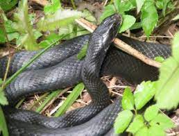 Black Racer Snake Sunning Postcard Zazzle Com Black Racer Snake Postcard