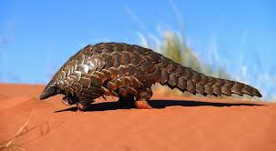 Males are larger than females, with male body lengths about 140 cm (4.6 ft) and females about 125 cm (4.1 ft). Podera O Coronavirus Ser A Salvacao Do Pangolim Da Extincao