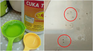 Cara melindungi burung dari tikus. Rumah Banyak Sangat Semut Ini Bancuhan Nak Halau Semut Dari Rumah Korang